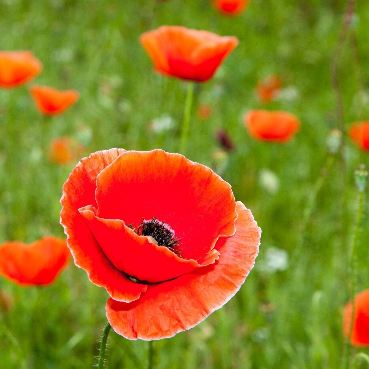 Red Poppies Coaster 4" x 4" ceramic coaster with cork bottom featuring the symbolic red poppy design for remembrance and hope.