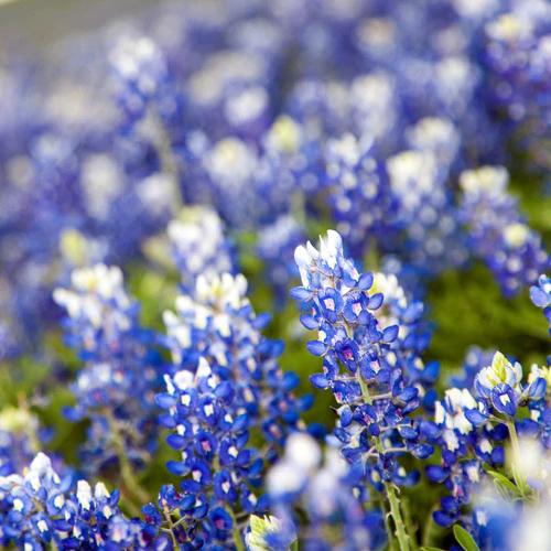 Lone Star Roots Texas Bluebonnets Coaster Coaster